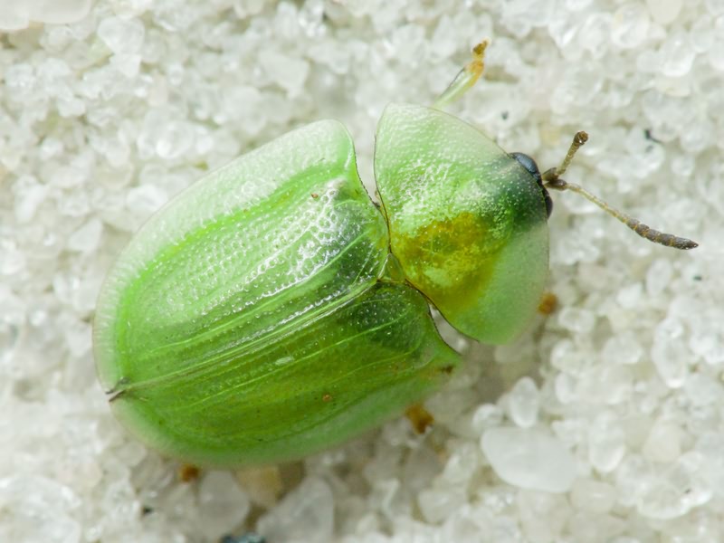 Cassida (Cassida) prasina Illiger, 1798